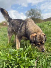 DUSTY, Hund, Mischlingshund in Rumänien - Bild 4