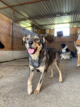 DUSTY, Hund, Mischlingshund in Rumänien - Bild 5