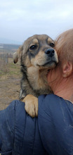 DUSTY, Hund, Mischlingshund in Rumänien - Bild 6