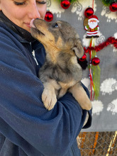 DUSTY, Hund, Mischlingshund in Rumänien - Bild 7