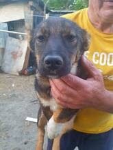 LINDA, Hund, Mischlingshund in Rumänien - Bild 2