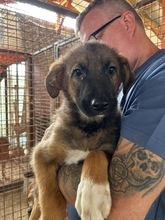 HANGA, Hund, Mischlingshund in Ungarn - Bild 1