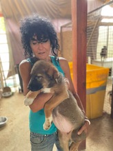 HANGA, Hund, Mischlingshund in Ungarn - Bild 3