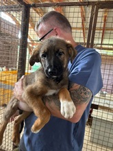 HANGA, Hund, Mischlingshund in Ungarn - Bild 4