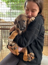 HANGA, Hund, Mischlingshund in Ungarn - Bild 5