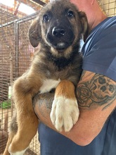 HANGA, Hund, Mischlingshund in Ungarn - Bild 6