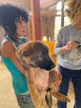 HANGA, Hund, Mischlingshund in Ungarn - Bild 7