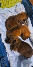 HANGA, Hund, Mischlingshund in Ungarn - Bild 9