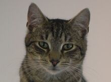 ROMEO, Katze, Europäisch Kurzhaar in Ungarn - Bild 1