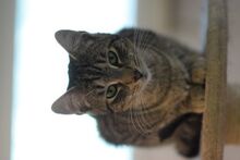 ROMEO, Katze, Europäisch Kurzhaar in Ungarn - Bild 2