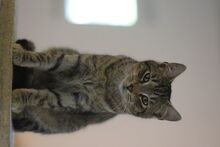 ROMEO, Katze, Europäisch Kurzhaar in Ungarn - Bild 3
