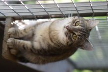RUBY, Katze, Europäisch Kurzhaar in Ungarn - Bild 3