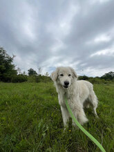 ILSA, Hund, Mischlingshund in Rumänien - Bild 2