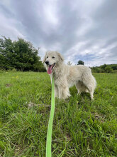 ILSA, Hund, Mischlingshund in Rumänien - Bild 3