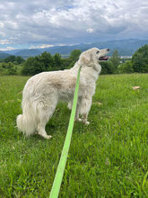 ILSA, Hund, Mischlingshund in Rumänien - Bild 5