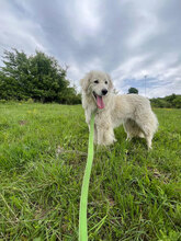 ILSA, Hund, Mischlingshund in Rumänien - Bild 7