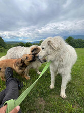 ILSA, Hund, Mischlingshund in Rumänien - Bild 8