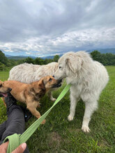 ILSA, Hund, Mischlingshund in Rumänien - Bild 9