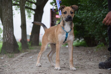 WENKO, Hund, Mischlingshund in Ungarn - Bild 1