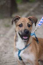 WENKO, Hund, Mischlingshund in Ungarn - Bild 2