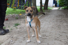 WENKO, Hund, Mischlingshund in Ungarn - Bild 3