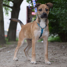 WENKO, Hund, Mischlingshund in Ungarn - Bild 4