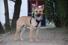 KIMO, Hund, Mischlingshund in Ungarn - Bild 1