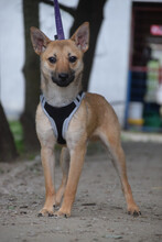 KIMO, Hund, Mischlingshund in Ungarn - Bild 2