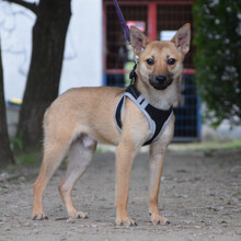 KIMO, Hund, Mischlingshund in Ungarn - Bild 3