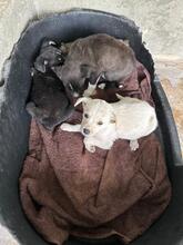 SUNNY, Hund, Mischlingshund in Rumänien - Bild 8