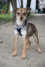 SORI, Hund, Mischlingshund in Ungarn - Bild 1