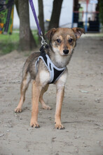 SORI, Hund, Mischlingshund in Ungarn - Bild 2