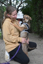 SORI, Hund, Mischlingshund in Ungarn - Bild 3