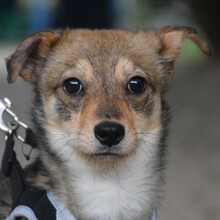 SORI, Hund, Mischlingshund in Ungarn - Bild 4