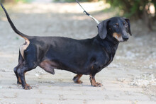 PADDY, Hund, Mischlingshund in Ungarn - Bild 2