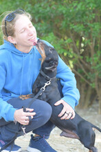PADDY, Hund, Mischlingshund in Ungarn - Bild 3