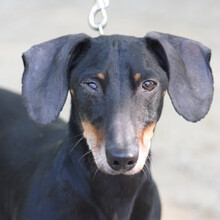 PADDY, Hund, Mischlingshund in Ungarn - Bild 4