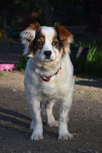 CHOKA, Hund, Mischlingshund in Ungarn - Bild 1