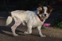 CHOKA, Hund, Mischlingshund in Ungarn - Bild 3