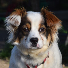 CHOKA, Hund, Mischlingshund in Ungarn - Bild 4