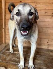 BRAN, Hund, Mischlingshund in Rumänien - Bild 1