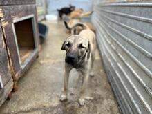 BRAN, Hund, Mischlingshund in Rumänien - Bild 10