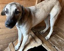 BRAN, Hund, Mischlingshund in Rumänien - Bild 2