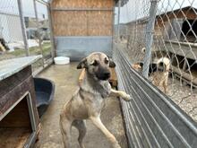 BRAN, Hund, Mischlingshund in Rumänien - Bild 6