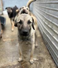 BRAN, Hund, Mischlingshund in Rumänien - Bild 7