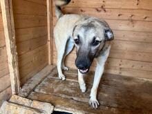 BRAN, Hund, Mischlingshund in Rumänien - Bild 8