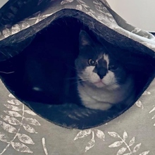 GOTXO, Katze, Europäisch Kurzhaar in Spanien - Bild 6