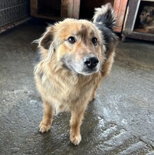 LUPITZA, Hund, Mischlingshund in Rumänien - Bild 1