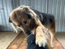 LUPITZA, Hund, Mischlingshund in Rumänien - Bild 2
