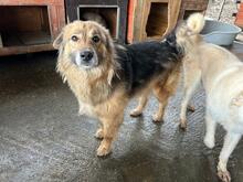 LUPITZA, Hund, Mischlingshund in Rumänien - Bild 4